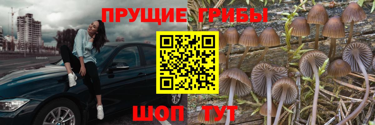 где купить   Галлюциногенные грибы прущие грибы  Вход с VPN  Мурманск 